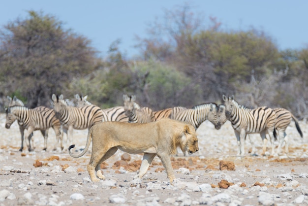 Löwe und Zebras. Wild lebende Tiere im Nationalpark Etosha, Namibia, Afrika.