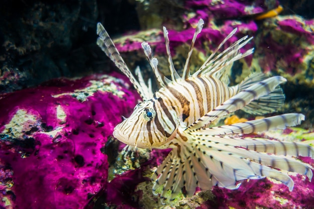 Foto löwefische schließen oben für hintergrund