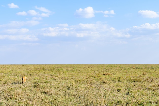 Löwen, die in einem Gras stillstehen. Serengeti-Nationalpark, Tansania