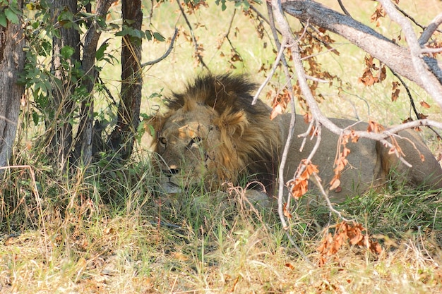 Löwen in Botswana