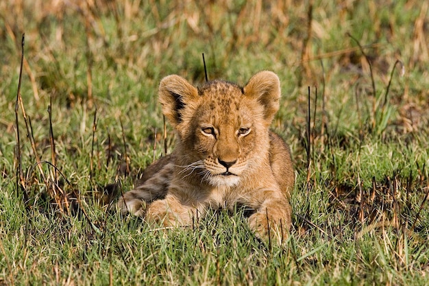 Löwenbaby sitzt im Gras