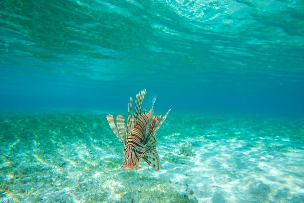 Löwenfisch, der unter Wasser schwimmt