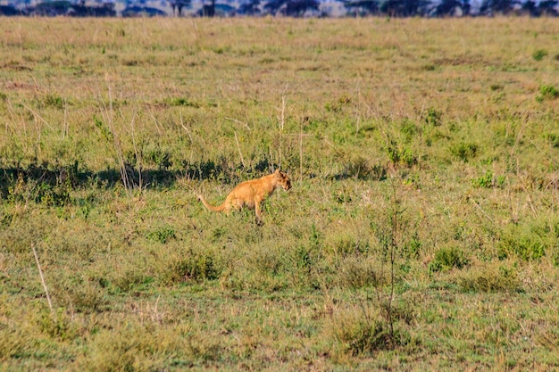 Löwenjunges beim Stuhlgang in der Savanne im Serengeti-Nationalpark in Tansania