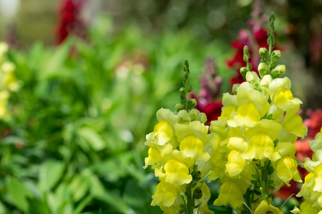 Löwenmaulblume im Garten