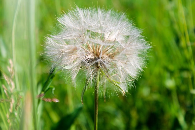 Löwenzahn an einem Sommertag