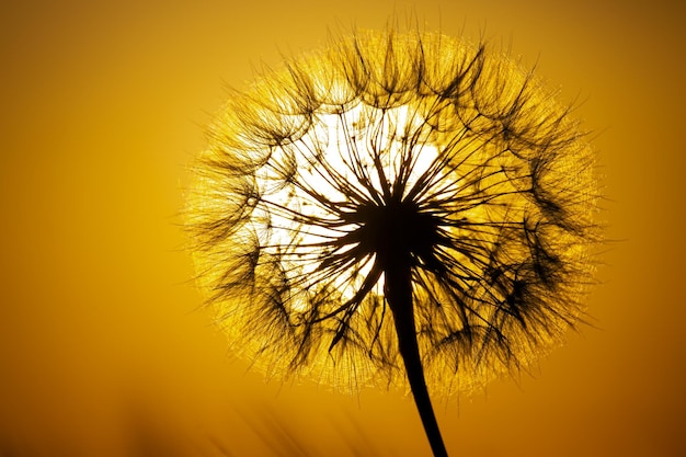 Löwenzahn auf dem Hintergrund der untergehenden Sonne Natur und florale Botanik