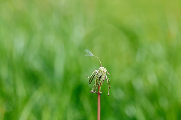 Löwenzahn auf einem Hintergrund von grünem Gras