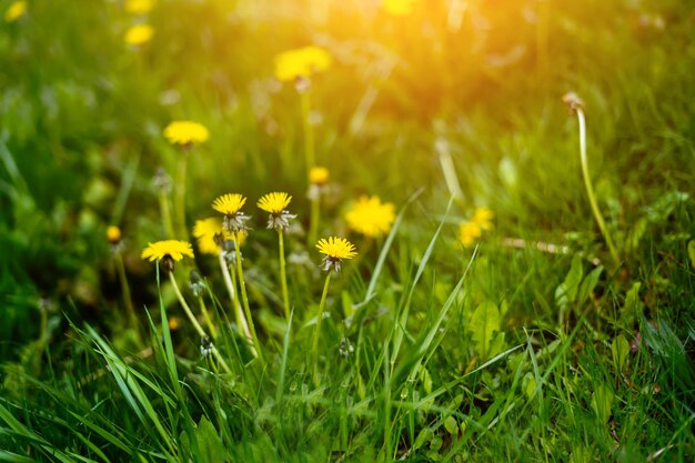 Löwenzahn auf einem verschwommenen Hintergrund einer Blumenwiese