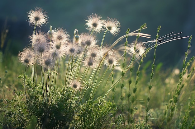 Foto löwenzahn auf sonniger wiese