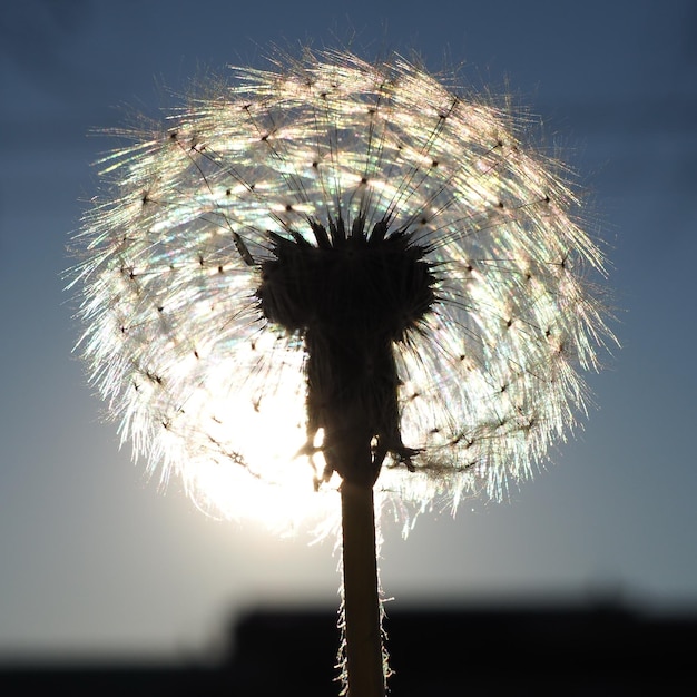 Löwenzahn Blume Nahaufnahme bei Gegenlicht vor blauem Himmel. Oblast Leningrad, Russland.