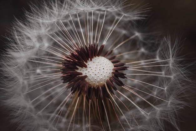 Löwenzahn Blume Pflanze in der Natur im Sommer