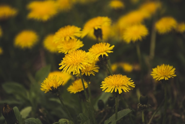 Löwenzahn-Blumenwiese