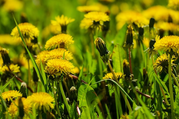 Löwenzahn-Blumenwiese