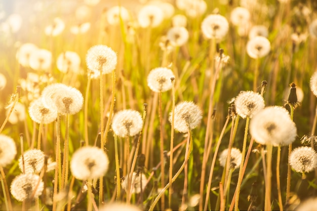 Löwenzahn, der auf großem Feld am sonnigen Tag wächst