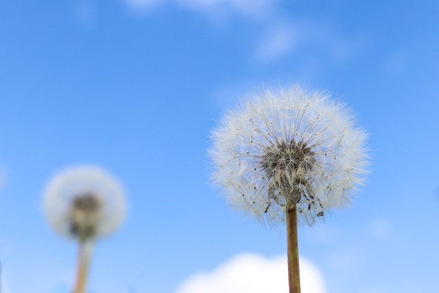 Löwenzahn gegen blauen Himmel