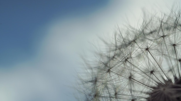 Löwenzahn gegen den blauen Himmel