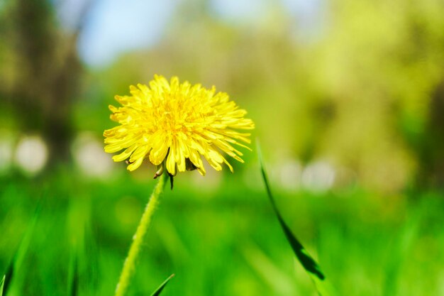 Löwenzahn Gras natürliche Kraut Hintergrundtextur Rasengarten mit Schönheit Bokeh