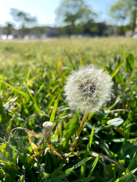 Löwenzahn im Gras