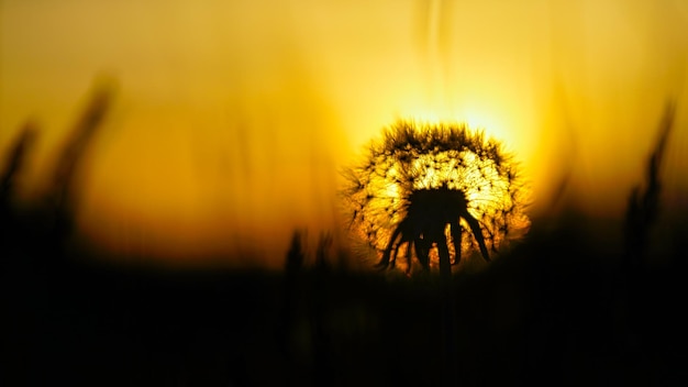 Löwenzahn im Sonnenuntergang mit schönem Bokeh Licht bricht durch die Blume