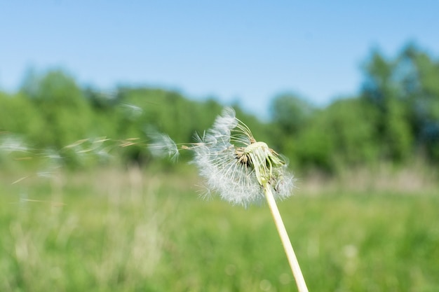 Löwenzahn im Wind