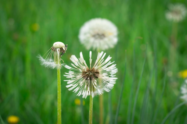 Löwenzahn in der Wiesennahaufnahme