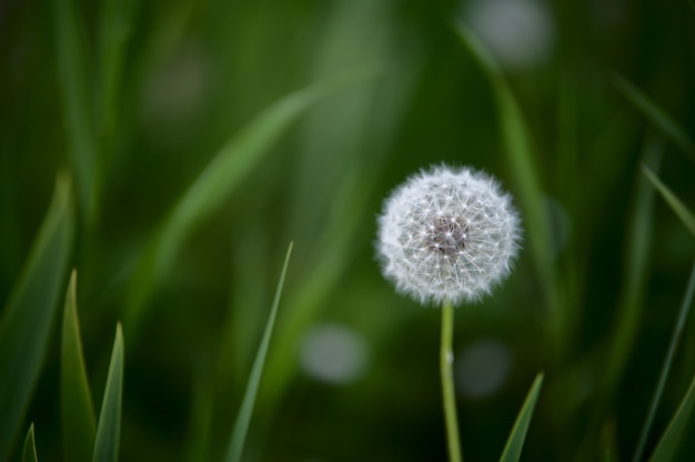 Löwenzahn in einem grünen Gras