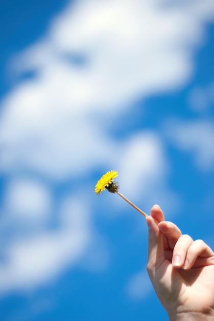 Löwenzahn in einer Hand gegen den Himmel