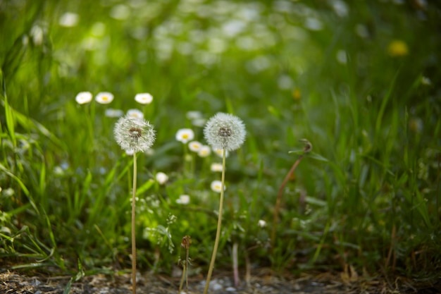 Löwenzahn in seiner Fruchtbarkeitsphase, in der er sich in eine Blüte verwandelt