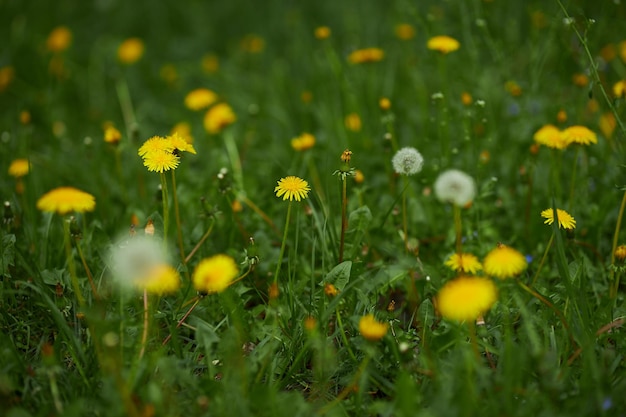 Löwenzahn Nahaufnahme Löwenzahn an einem sonnigen Frühlingstag