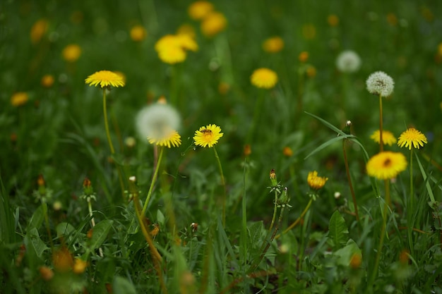 Löwenzahn Nahaufnahme Löwenzahn an einem sonnigen Frühlingstag