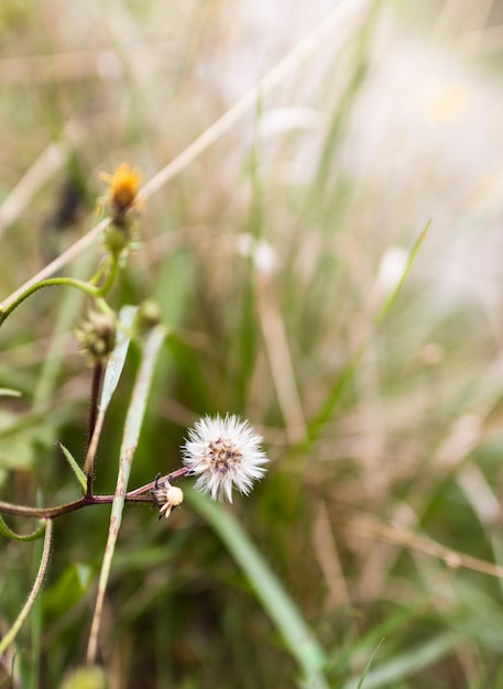 Löwenzahn Pflanze Blume im Wald Nahaufnahme