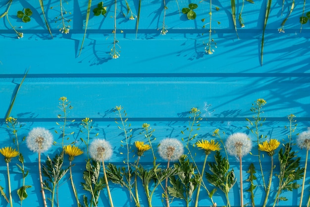 Löwenzahn und andere Sommerblumen auf blauem Holzhintergrund Herzlichen Glückwunsch Einladungen oder Grußkartenkonzept mit Kopierraum