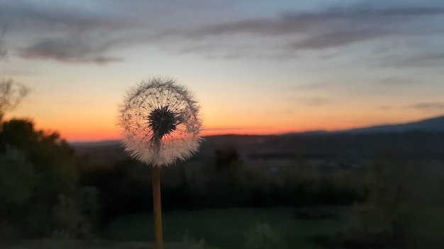 Löwenzahn vor dem Sonnenuntergang