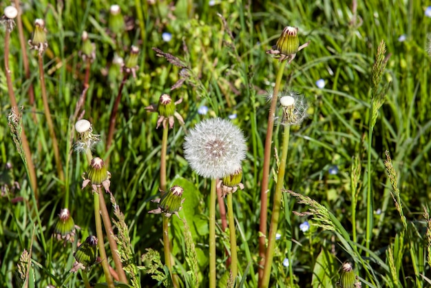 Löwenzahn wächst auf einem Feld mit grünem Gras, das im Frühling blüht