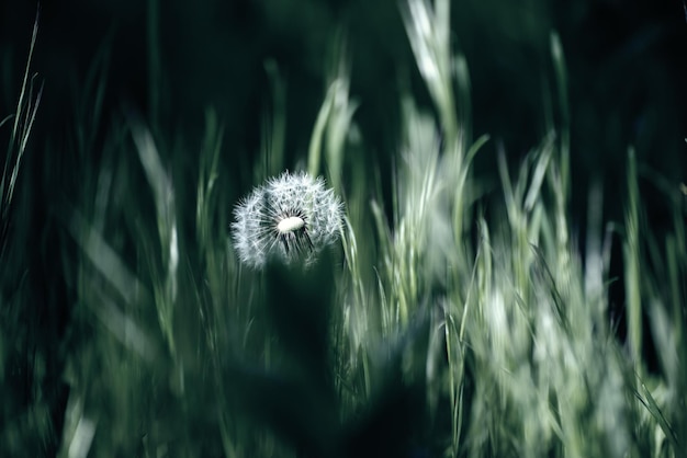 Löwenzahn weiße Blume