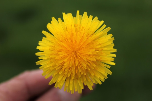 Löwenzahnblüte an einem Frühlingstag