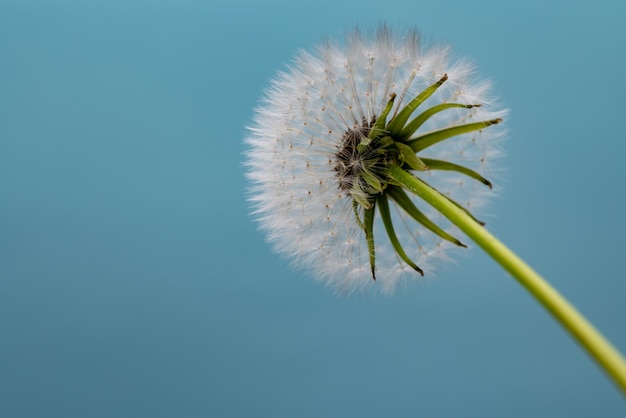 Löwenzahnblüte aus nächster Nähe