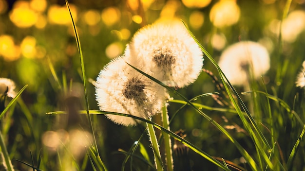 Löwenzahnblüte bei Sonnenuntergang Flauschige Löwenzahnzwiebel wird vom Morgenwind weggefegt, der über die sonnendurchflutete Landschaft weht Weiße flauschige Feld-Löwenzahn auf grünem Hintergrund Verschwommene natürliche grüne Natur