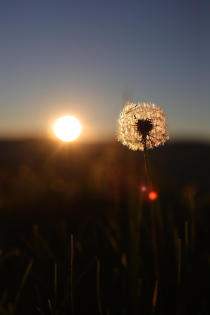 Löwenzahnblüte bei Sonnenuntergang