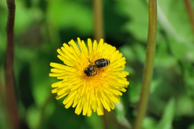 Löwenzahnblüten mit Blättern im grünen Gras, Frühlingsfoto