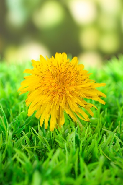 Löwenzahnblume auf Gras auf hellem Hintergrund