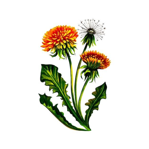 Löwenzahnblume botanisch. Aquarell-Illustration.