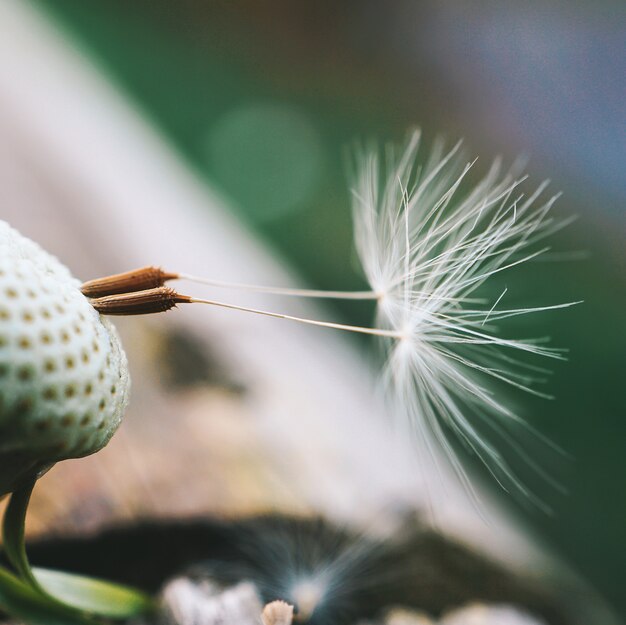 Löwenzahnblume im Garten