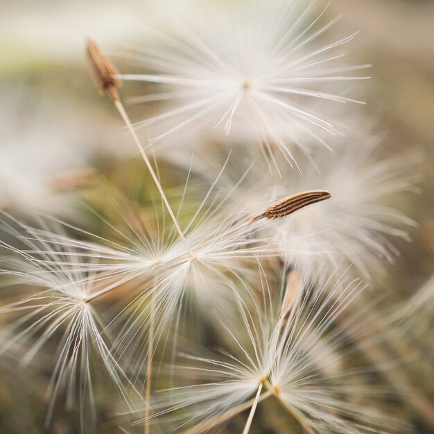 Löwenzahnblume im Garten