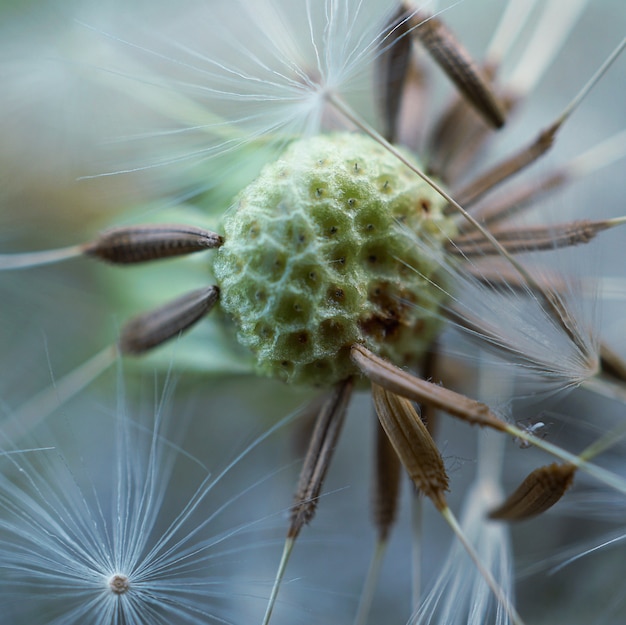 Löwenzahnblume im Garten