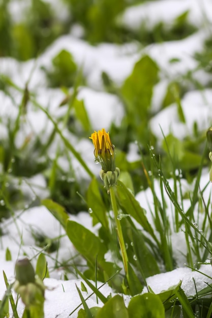 Löwenzahnblume im Schnee Naturdetails nach dem unerwarteten Schneefall