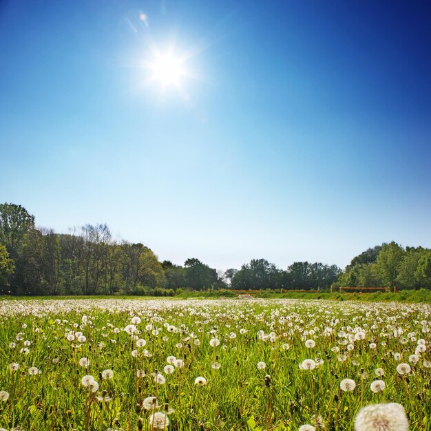 Löwenzahnblume mit fliegenden Federn am blauen Himmel