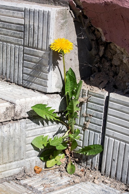 Löwenzahnblume mit grünen Blättern auf der Treppe