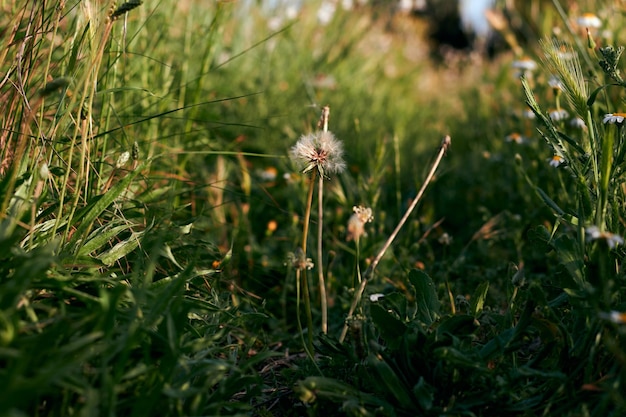 Löwenzahnblume, umgeben von grünem Gras