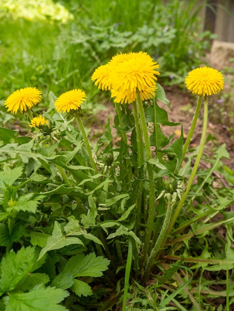 Löwenzahnblumen im Garten